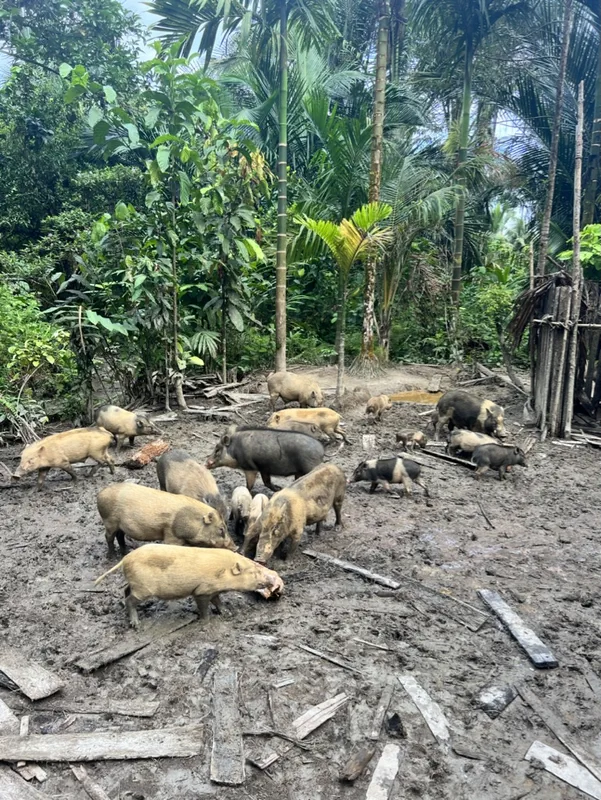Cochons d'élevage